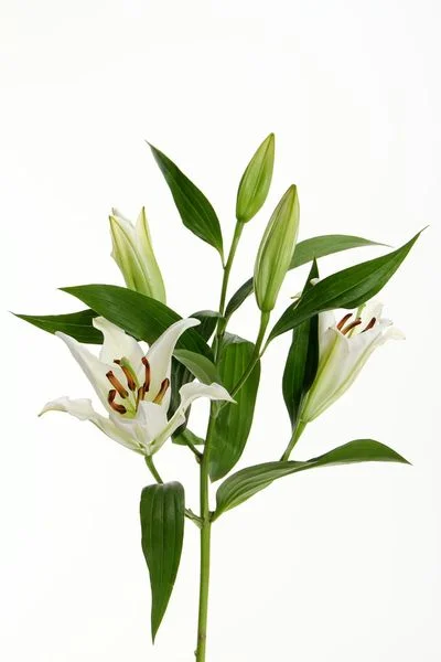 What kind of flowers should you send a man? 6
